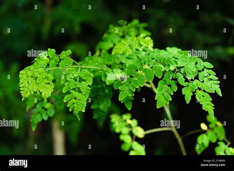 english of malunggay|malunggay in English .